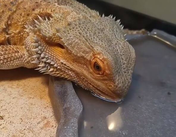 How Many Days Can a Bearded Dragon Go Without Water