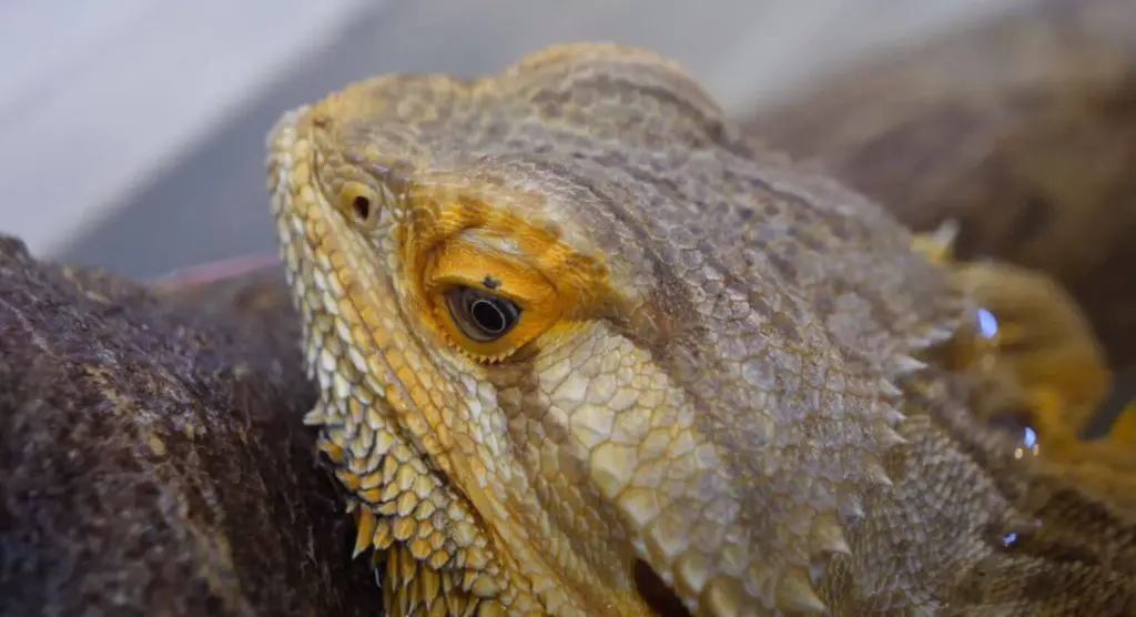 Signs Of Bearded Dragon Brumation