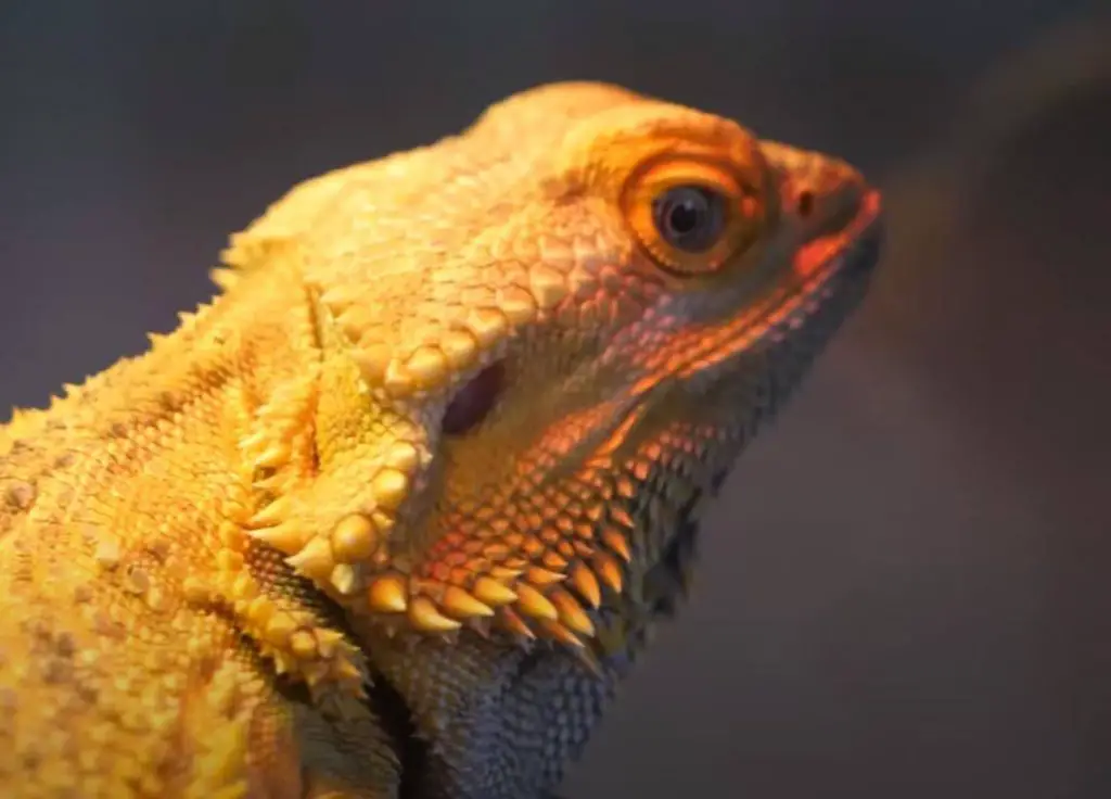 What Is Bearded Dragon Brumation