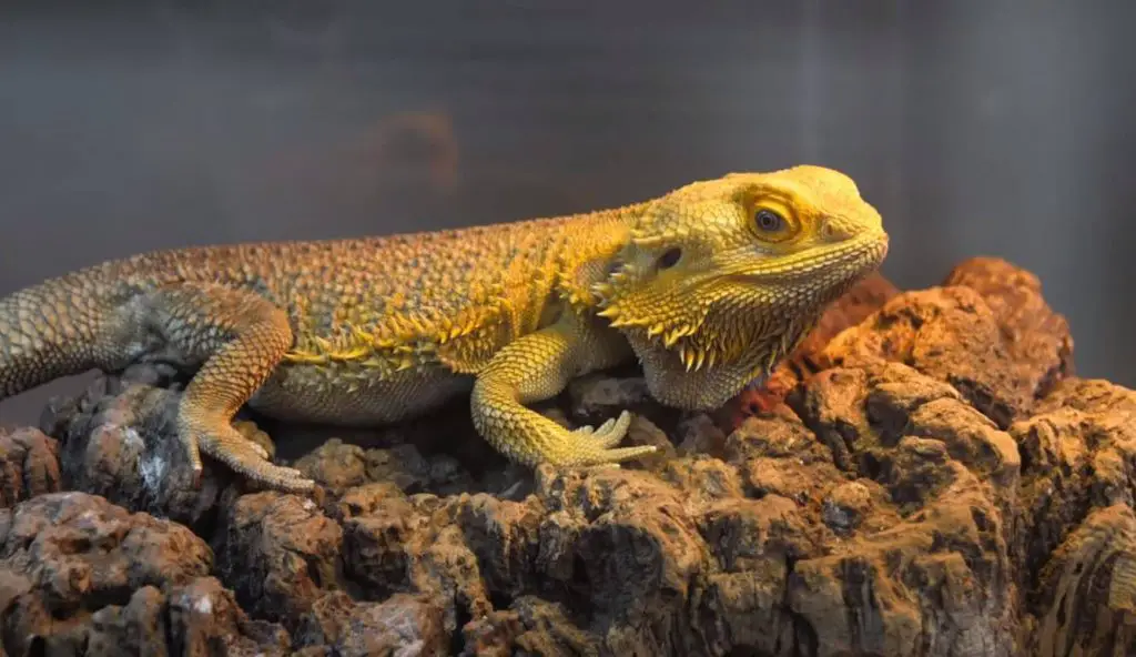 how big can a bearded dragon get