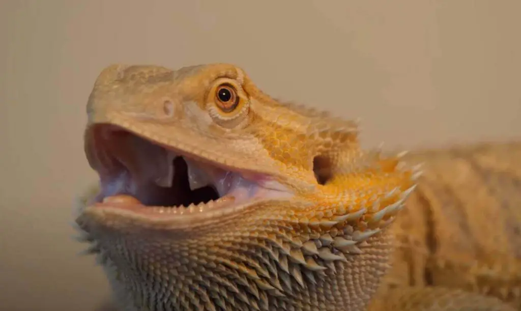 why does my beardie keep hissing at me