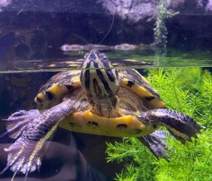 Best Plants For Turtle Tank in 2023 (TOP 7) - Buying Guide