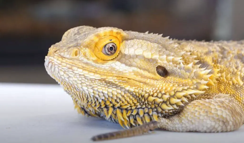 Bearded Dragon Happy Behavior