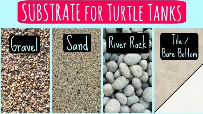 Best Turtle Substrate For Your Pet Tank in 2022 (TOP 5)