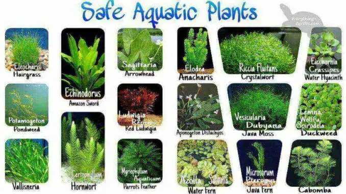 Best Plants For Turtle Aquarium