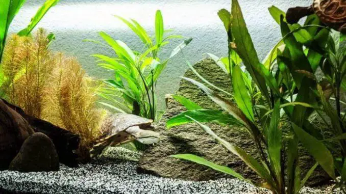 Best Turtle Substrate For Your Pet Tank in 2022 (TOP 5)