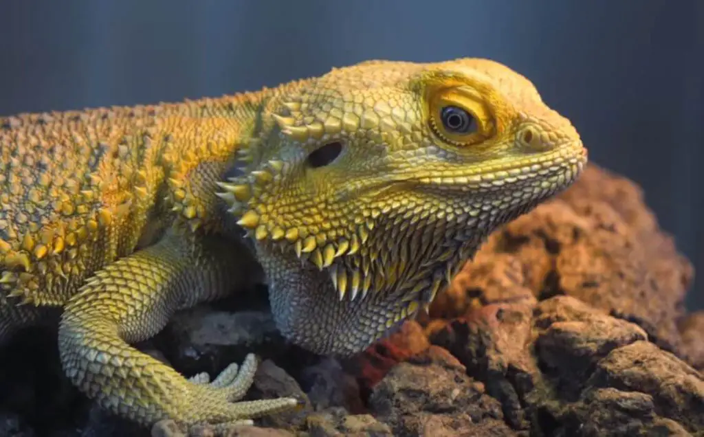 How Can You Tell If Your Bearded Dragon Is Happy