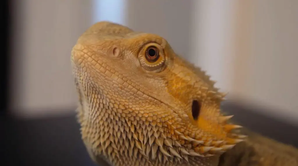 Is My Bearded Dragon Happy