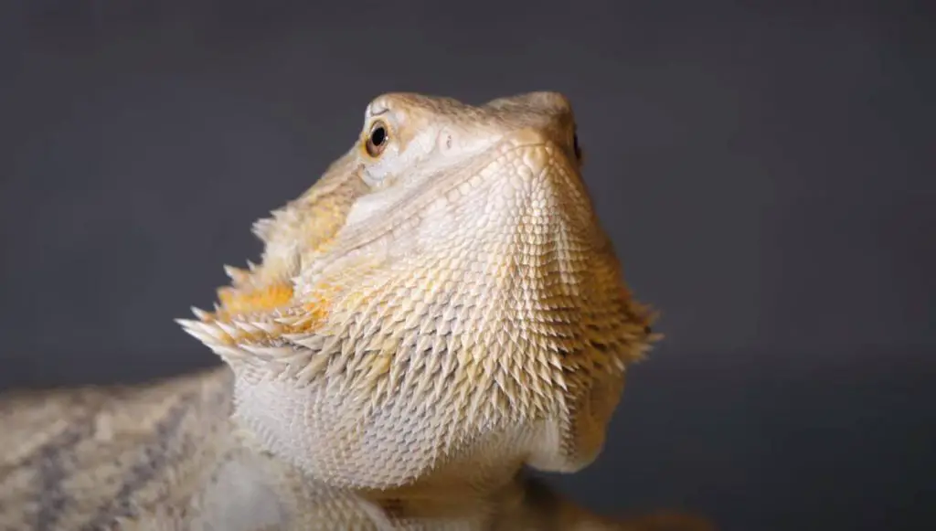 Signs Your Bearded Dragon Is Happy