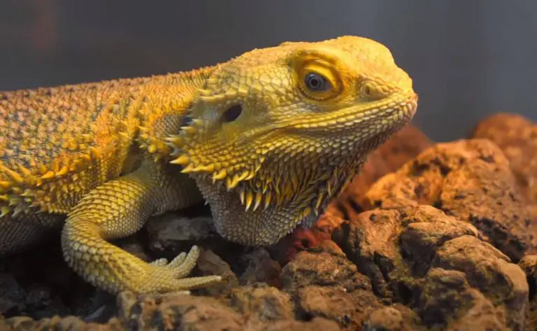 Why Is My Bearded Dragon Breathing Heavy?