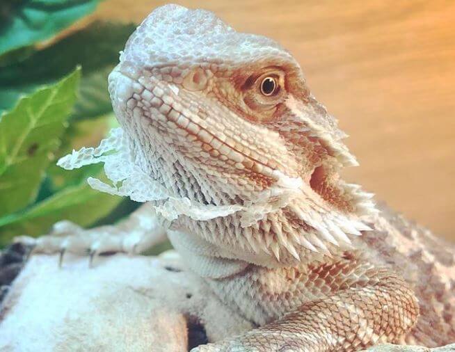 Bearded Dragon Turning White And Not Eating