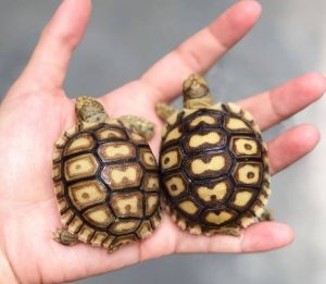 Best Food For Tortoise (2023): Buying Guide And Reviews