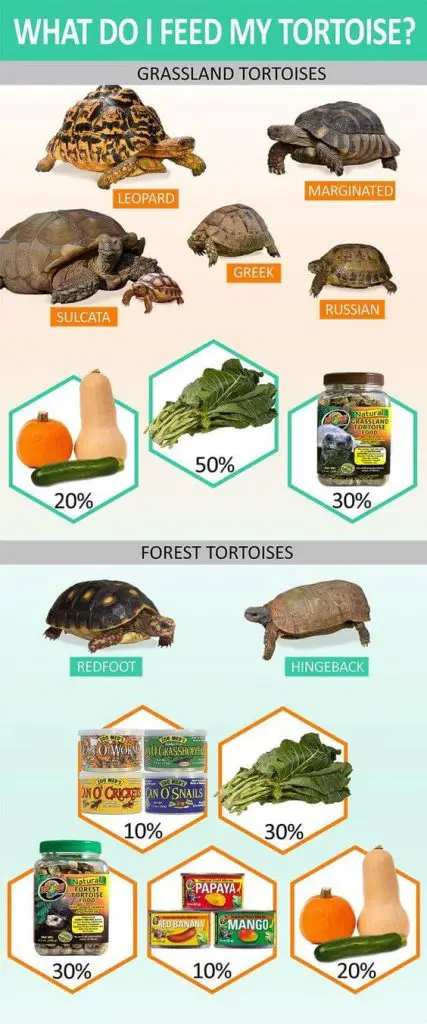Best Food For Sulcata Tortoise