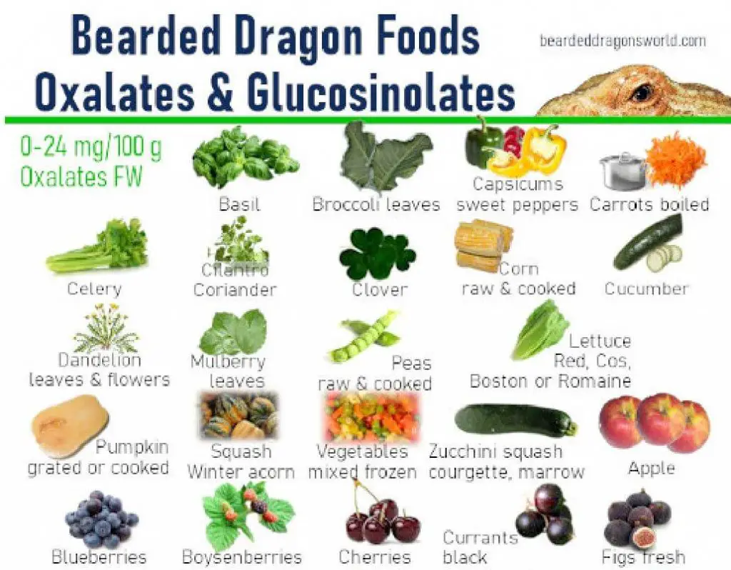 Best vegetables for bearded dragons 