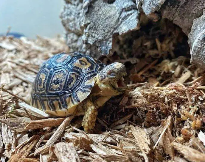Baby Leopard Tortoise Substrate