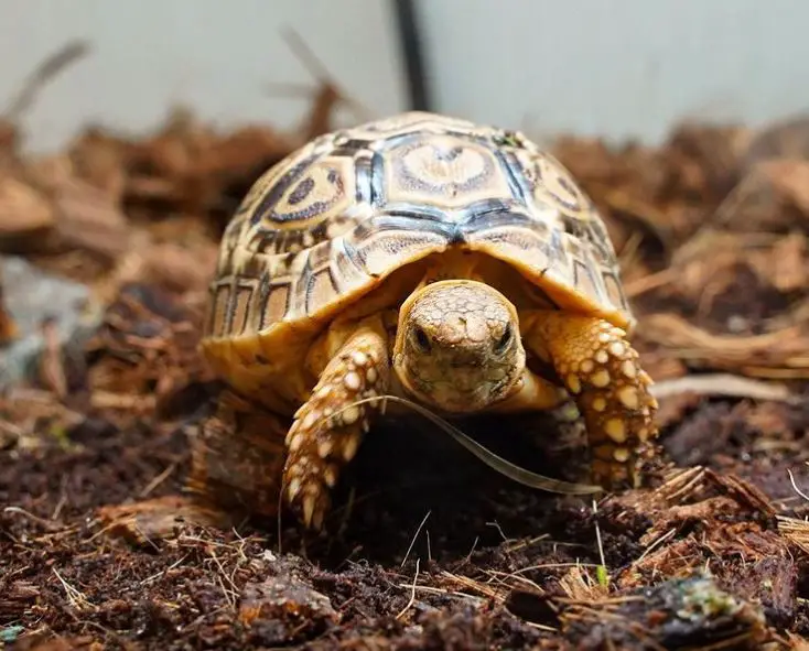 Best Leopard Tortoise Substrate