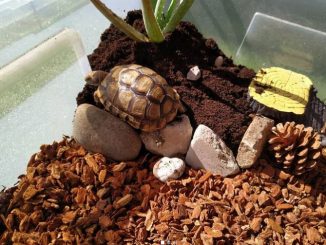 Best Substrate For Leopard Tortoise in 2023 (TOP 6)