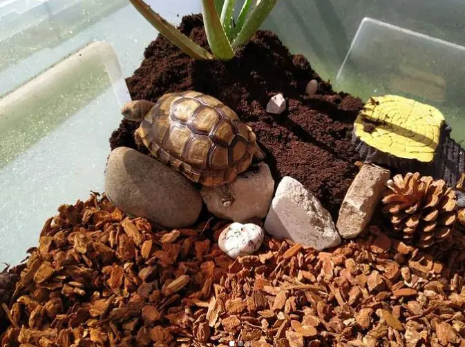Best Substrate For Baby Leopard Tortoise
