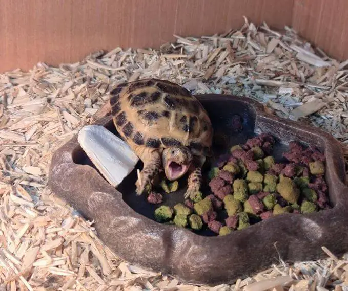 Best Substrate For Baby Russian Tortoise