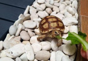 Best Substrate for Sulcata Tortoise (2023): Guide for New Keepers