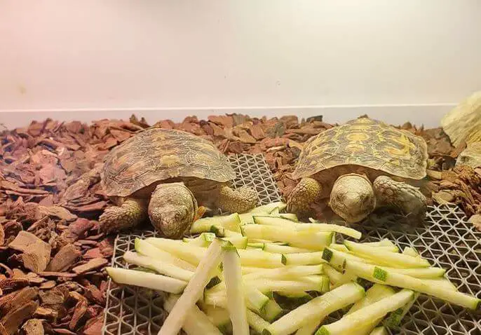 Best Substrate For Baby Tortoise