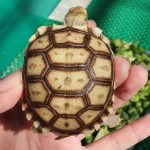 Best Substrate for Sulcata Tortoise (2023): Guide for New Keepers