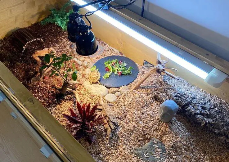 Best Substrate For Tortoise Enclosure