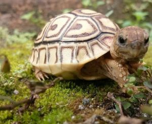 Best Substrate For Leopard Tortoise in 2023 (TOP 6)