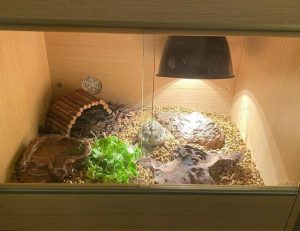 Best Tortoise Enclosure in 2023 - Complete Guide (TOP 7)