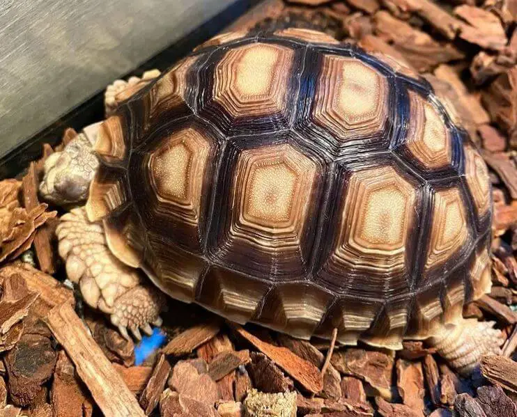 Good Substrate For Sulcata Tortoise