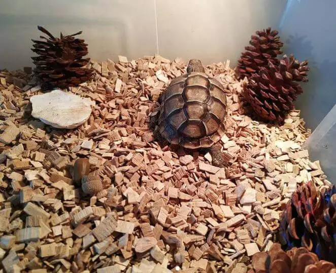 Leopard Tortoise Best Substrate