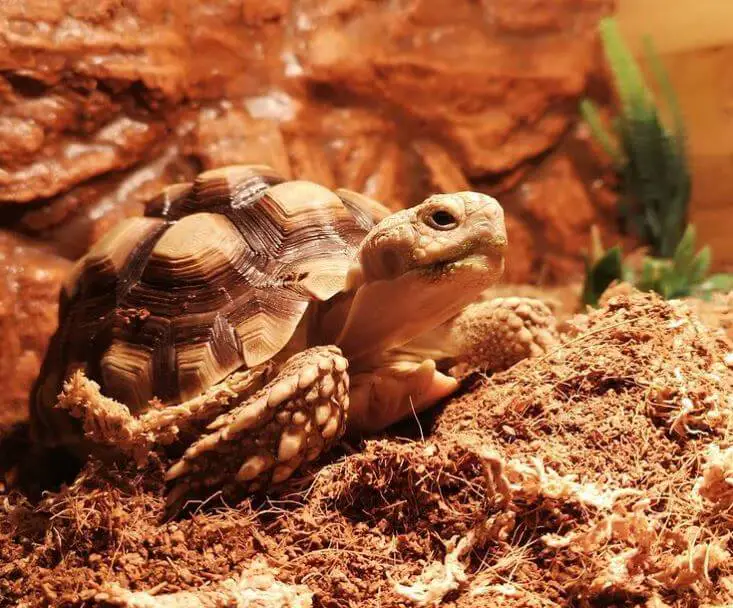 Substrate For Leopard Tortoise