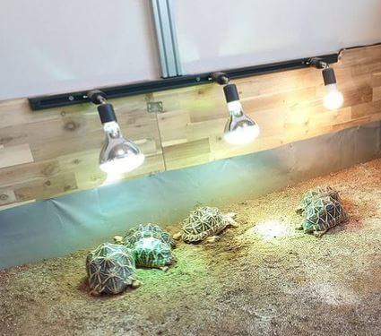 What Is The Best Heat Lamp For a Tortoise