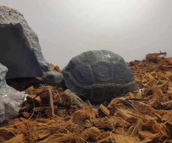What Is The Best Substrate For Leopard Tortoise