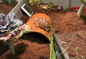 Best Substrate for Sulcata Tortoise (2023): Guide for New Keepers