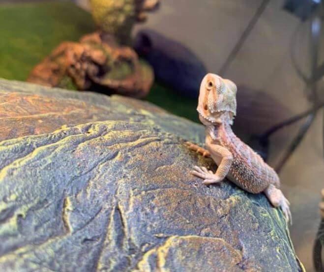 Bearded Dragon Doesn't Like To Be Touched