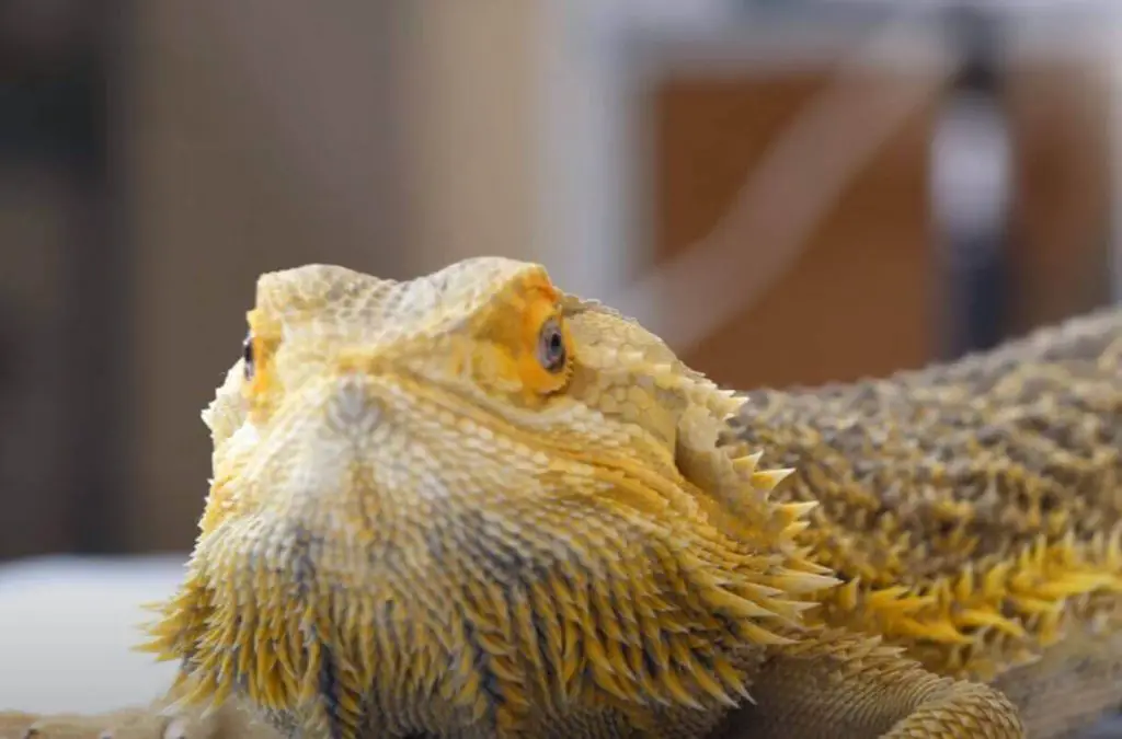 Beardie Head