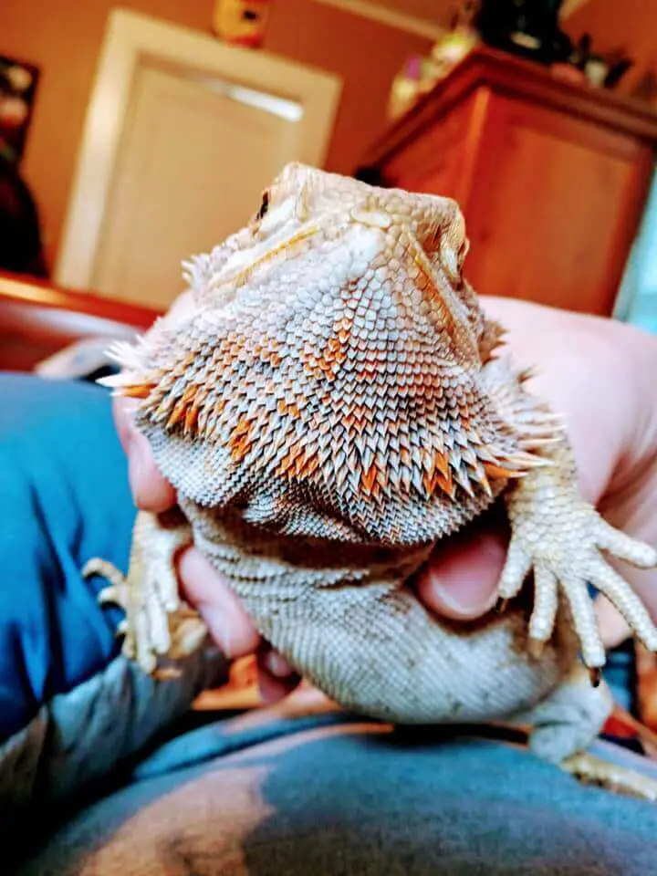 Beautiful Beardies