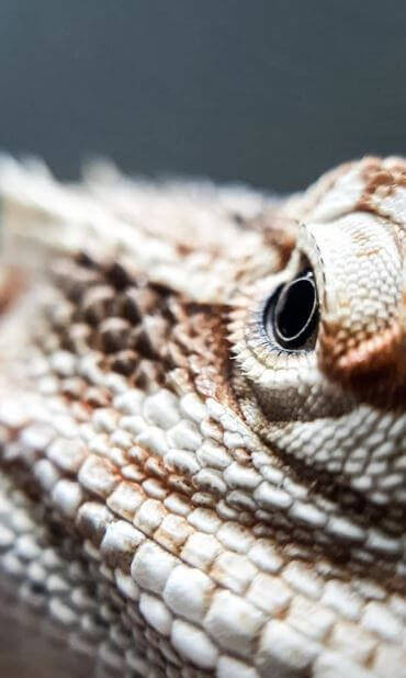 Why Does My Bearded Dragon Just Stare At Me