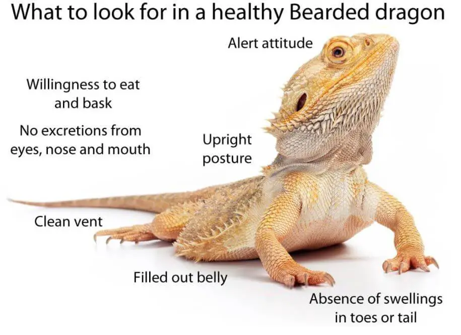 Why Does My Bearded Dragon Keep Staring At Me