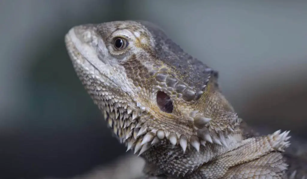 Why Is My Bearded Dragon Staring At Me