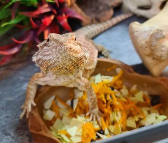 Baby Bearded Dragon Feeding Schedule What Food Do Baby Bearded Dragons Eat?