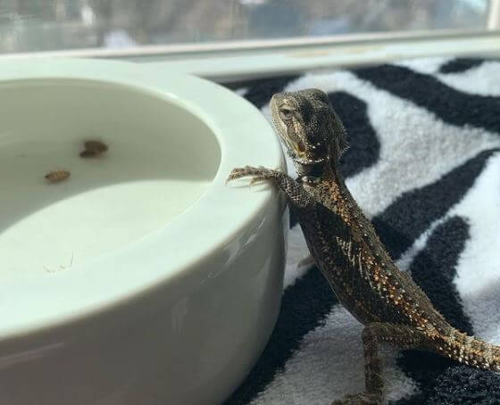 Baby Bearded Dragon Not Eating Crickets