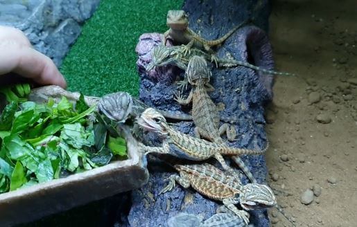 Baby Bearded Dragons Eating
