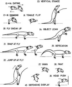 Bearded Dragon Body Language: How to Figure Out?