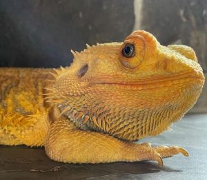 Bearded Dragon Body Language: How to Figure Out?