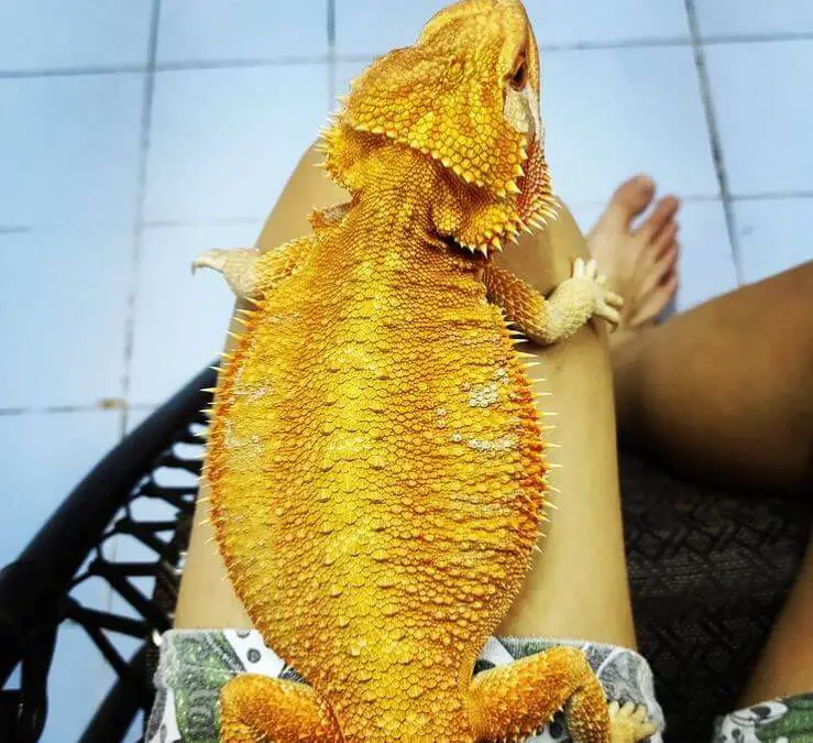 Beardie Age By Size What Food Do Baby Bearded Dragons Eat?