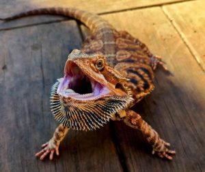 Can Bearded Dragons Get High? A Complete Guide