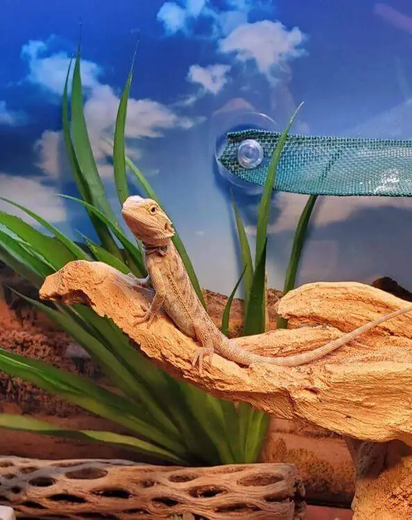 Can Bearded Dragons Get High Off Weed