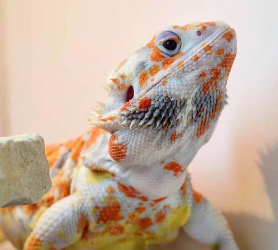 Can You Get Bearded Dragons High